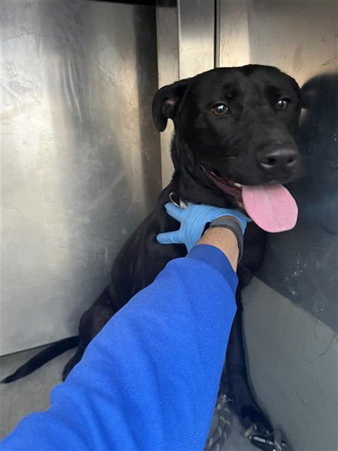 MILO - Labrador Retriever available for adoption