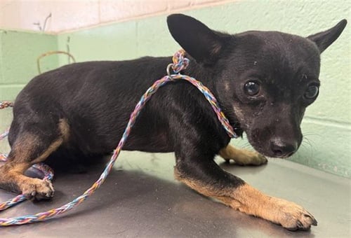 A740086 - Chihuahua available for adoption