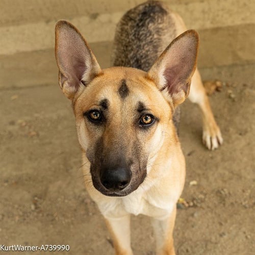 KURT WARNER - German Shepherd Dog available for adoption