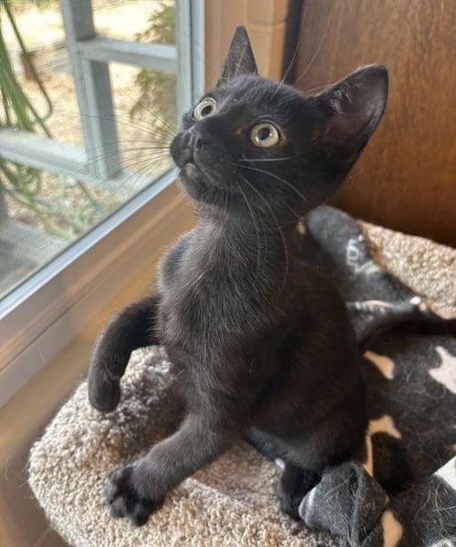 KLAUS - Domestic Short Hair available for adoption
