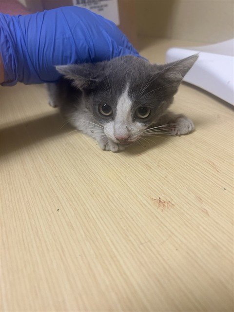 BRANDI - Domestic Short Hair available for adoption