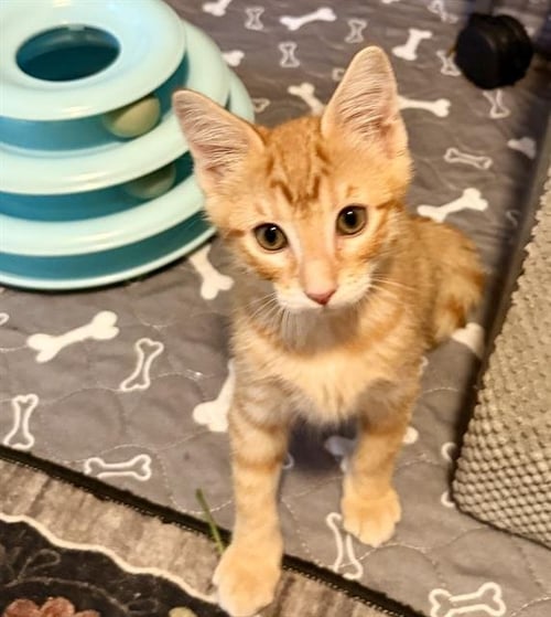ASIAN - Domestic Short Hair available for adoption
