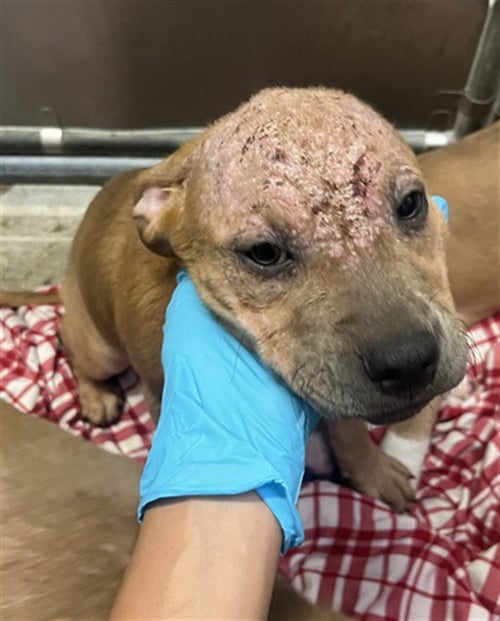 LINKIN - Pit Bull Terrier for adoption in Roseville