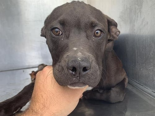 A739048 - Pit Bull Terrier available for adoption