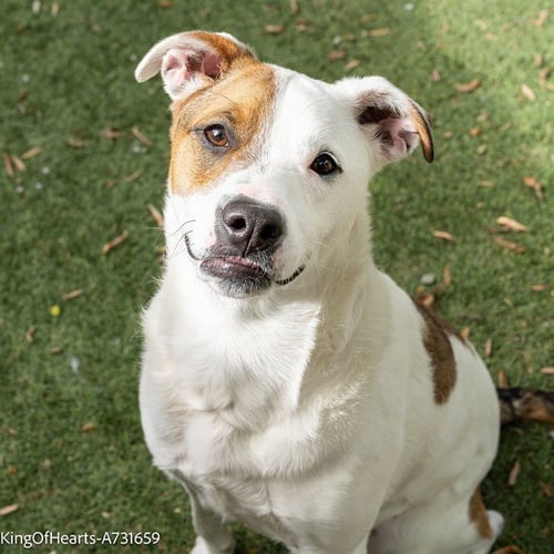 KING OF HEARTS - Pit Bull Terrier available for adoption