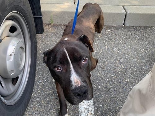 BIGS - Pit Bull Terrier available for adoption
