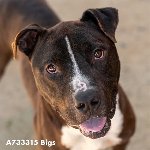 BIGS - Pit Bull Terrier available for adoption