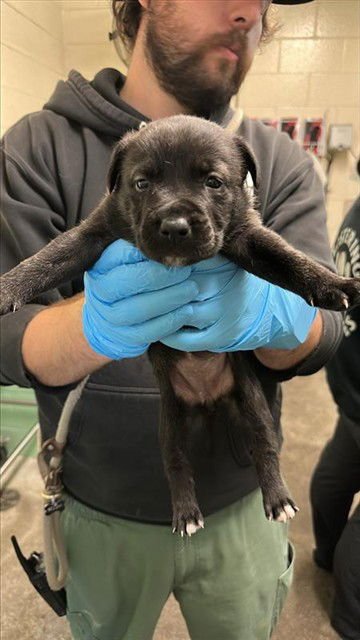 KALI - Pit Bull Terrier available for adoption