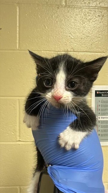 JAZZ - Domestic Short Hair available for adoption
