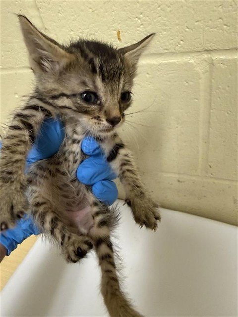 A739342 - Domestic Short Hair for adoption in Sacramento