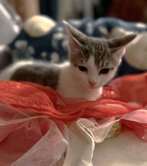 TINA - Domestic Short Hair for adoption in Sacramento