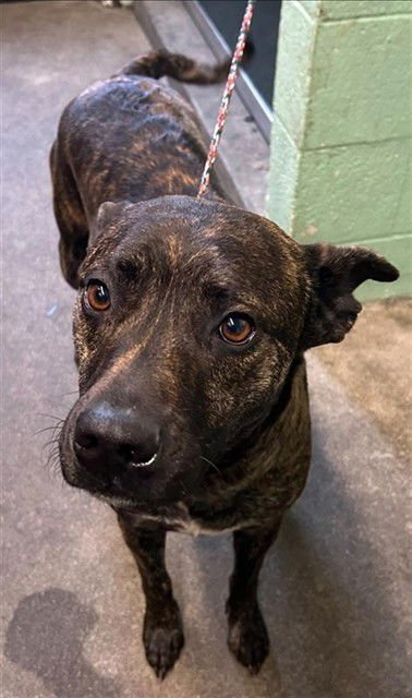 LITTLES - Pit Bull Terrier / Labrador Retriever available for adoption