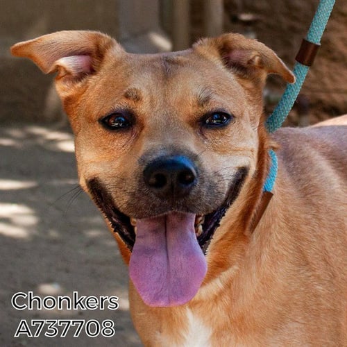 CHONKERS - Pit Bull Terrier available for adoption