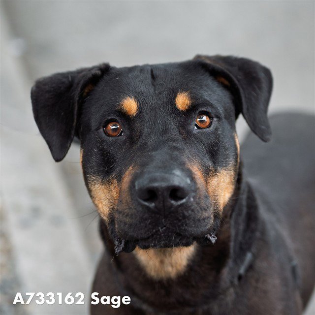 SAGE Image