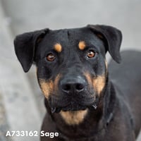 SAGE - Photo 1