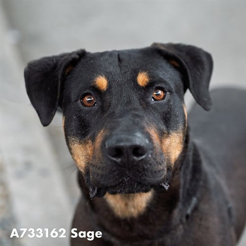 SAGE - Rottweiler available for adoption