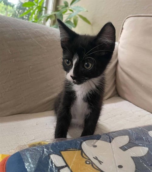 BO - Domestic Short Hair available for adoption