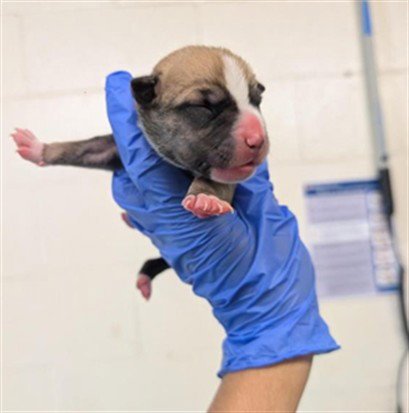 A737240 - Pit Bull Terrier available for adoption
