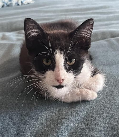 BOND, JERRY BOND - Domestic Short Hair available for adoption