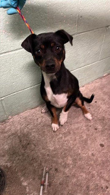 SMOKEY JR - Chihuahua available for adoption