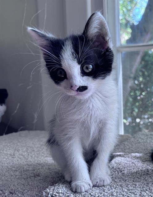 DOMINGO - Domestic Short Hair available for adoption