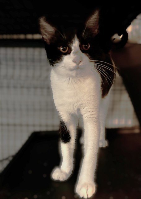 DOMINO - Domestic Short Hair available for adoption