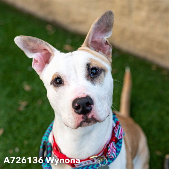WYNONA - Pit Bull Terrier available for adoption