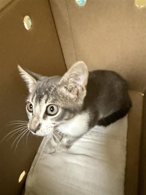 A738931 - Domestic Short Hair available for adoption
