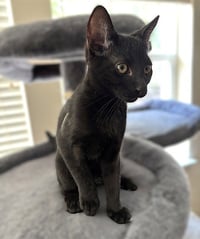 MARCELINE - Photo 1