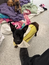 CHIQUITA BANANA - Photo 1