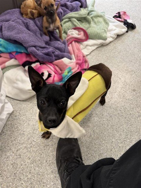 CHIQUITA BANANA - Chihuahua available for adoption