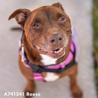 REESE - Photo 1