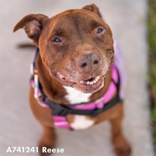 REESE - Pit Bull Terrier available for adoption