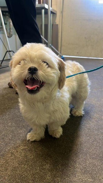 WINNIE - Shih Tzu available for adoption