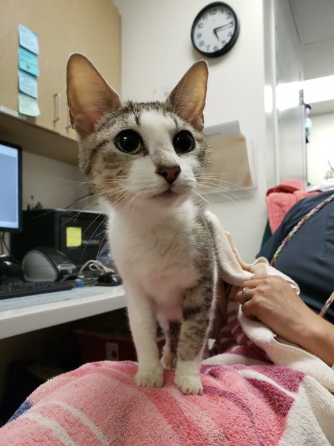 PORK BUN - Domestic Short Hair for adoption in Sacramento