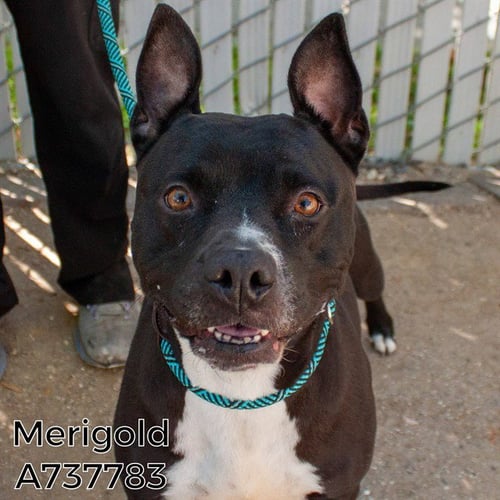 MERIGOLD - Pit Bull Terrier available for adoption