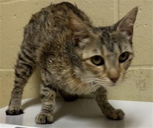 A740305 - Domestic Short Hair available for adoption