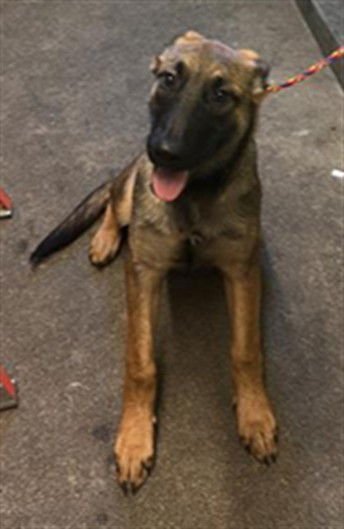 MARY - Belgian Shepherd Malinois for adoption in Sacramento