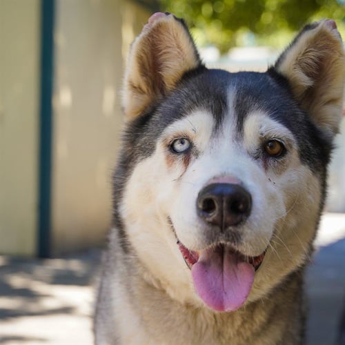 BLOSSOM - Siberian Husky available for adoption