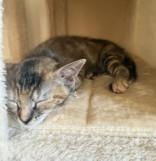 SAMMY - Domestic Short Hair available for adoption