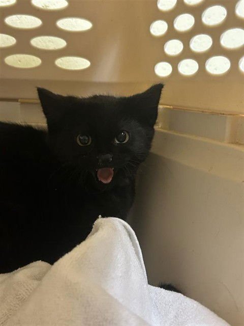 LOUISE - Domestic Short Hair available for adoption