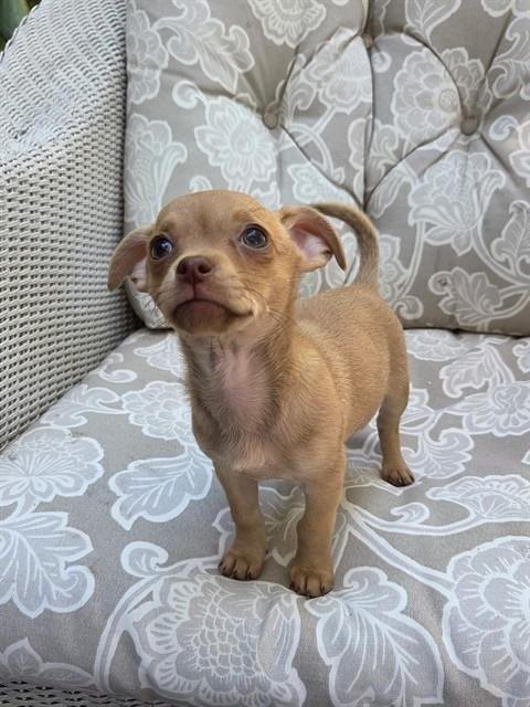 CHLOE Image