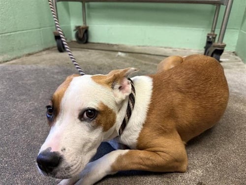 CHEYENNE - Pit Bull Terrier available for adoption
