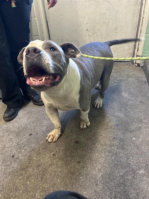 SHORTIE - Pit Bull Terrier available for adoption