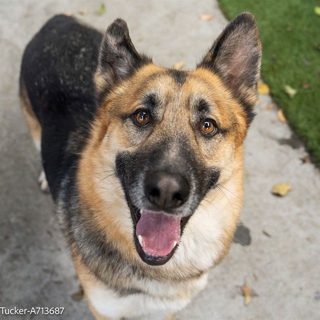 TUCKER - German Shepherd Dog available for adoption