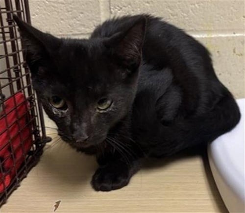 A740101 - Domestic Short Hair available for adoption