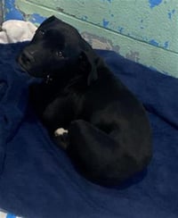 PUPPER - Photo 1
