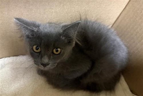 A739011 - Domestic Short Hair available for adoption