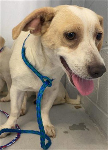 A739537 - Chihuahua available for adoption