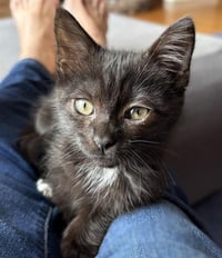 CAPTAIN TOES - Photo 1